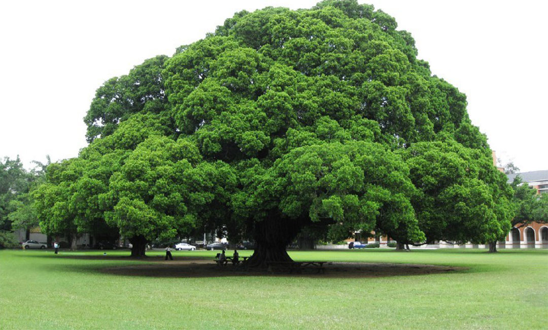潮州金榕树服务号代运营案例